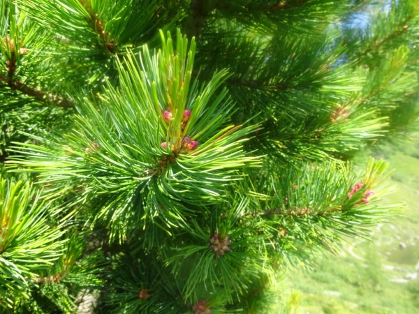 Zirbelkiefer, Zirbenöl, Pinus cembra, Bio, Österreich