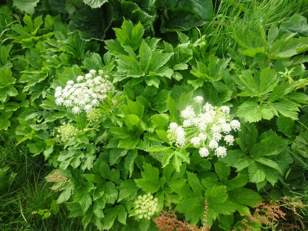 Meisterwurzwurzpulver, Peucedanum ostruthium, Bio,