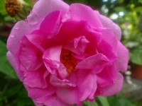 Rosenhydrosol, Bio, siehe Rosenglycerin Rosenhydrosol, Bio, siehe Rosenglycerin