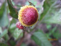 Parakressehydrosol/glycerin, pflanzliches Botox, Bio Parakressehydrosol/glycerin, pflanzliches Botox, Bio