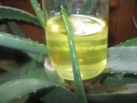 Wiesenschaumkrautöl, z.Z.nicht lieferbar Wiesenschaumkrautöl, z.Z.nicht lieferbar