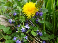 Efeu-, Birken-, Brennesselöl Efeu-, Birken-, Brennesselöl