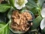 Hagebutten, Bio, gemahlen, 50g