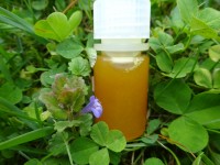 Granatapfelkernöl, kbA, kaltgepresst, 30ml,z.Z.nicht lieferbar Granatapfelkernöl, kbA, kaltgepresst, 30ml,z.Z.nicht lieferbar