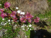 Hauswurzhydrosol Hauswurzhydrosol