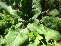 Klettenwurzel, gemahlen, Bio, 30g Klettenwurzel, gemahlen, Bio, 30g