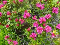 Anti-Aging-Öl, mit Bakuchiol, 50ml Anti-Aging-Öl, mit Bakuchiol, 50ml