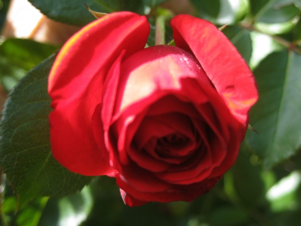 rose-2