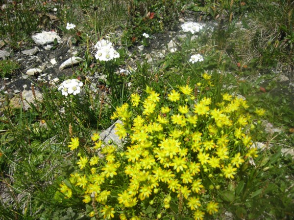 Alpenblumenöl, Mazerat