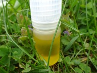 Maccadamianussöl, kbA, nichttrocknend Maccadamianussöl, kbA, nichttrocknend