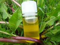 Nachtkerzenöl, kbA, trocknend Nachtkerzenöl, kbA, trocknend