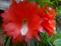 Hibiskusblüten ganz, 50g Hibiskusblüten ganz, 50g