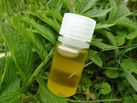 Schwarzes Johannisbeersamenöl, kbA, Preissenkung Schwarzes Johannisbeersamenöl, kbA, Preissenkung