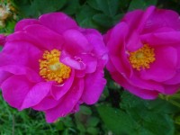 Rosenglycerin Rosenglycerin