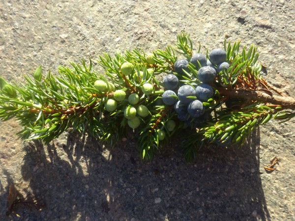 Wacholderholzöl, Juniperus communis, 100% äth. ÖL