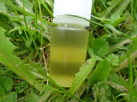 Vogelmierenöl, kbA, 30ml Vogelmierenöl, kbA, 30ml