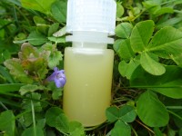 Aloeöl, Mazerat, 50ml Aloeöl, Mazerat, 50ml