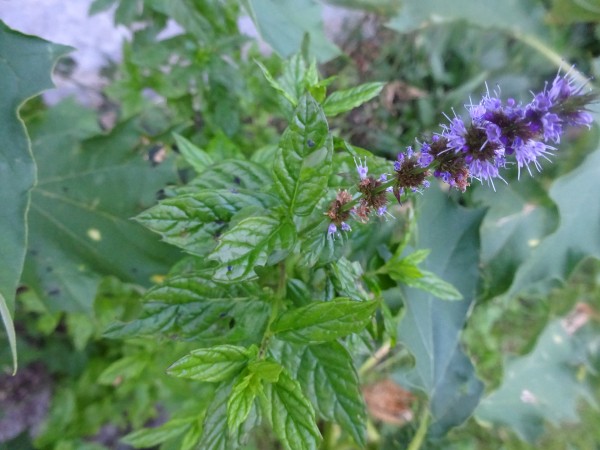 Pfefferminze extra, Mentha piperita, Bio, Indien