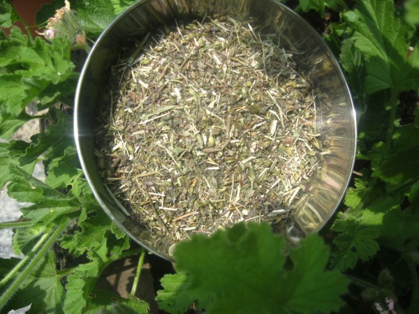 Melissen, Melissa officinalis