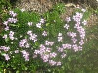 Isländisch-Moos-Öl, Mazerat, erst wieder im September lieferbar Isländisch-Moos-Öl, Mazerat, erst wieder im September lieferbar