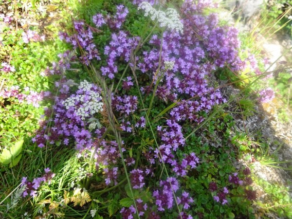 Quendelöl, Thymus serpyllum, Bio, Frankreich