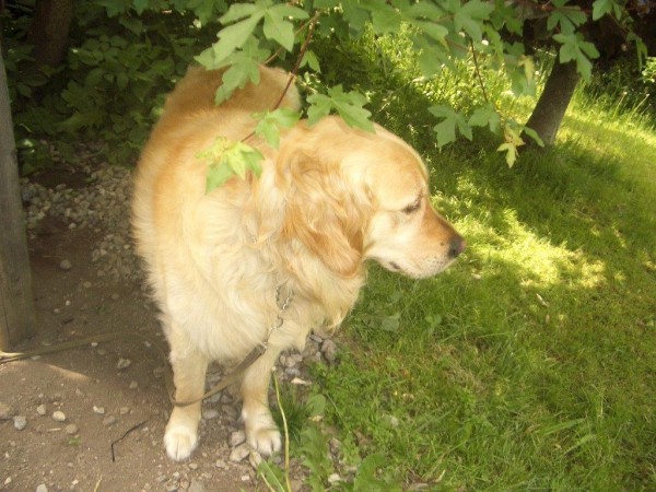 Äth. Öl für Tiere-Vet-Supplio, 100% natürlich