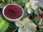 Heidelbeerpulver, microfein, BIO, 30g